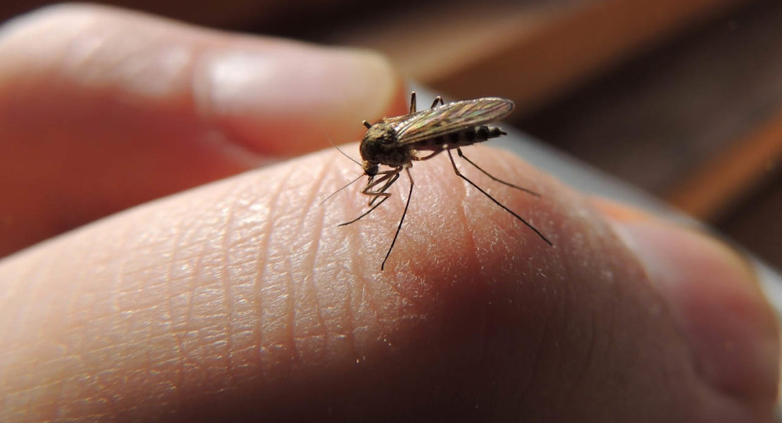 Cómo saber si tengo un insecto en el oído