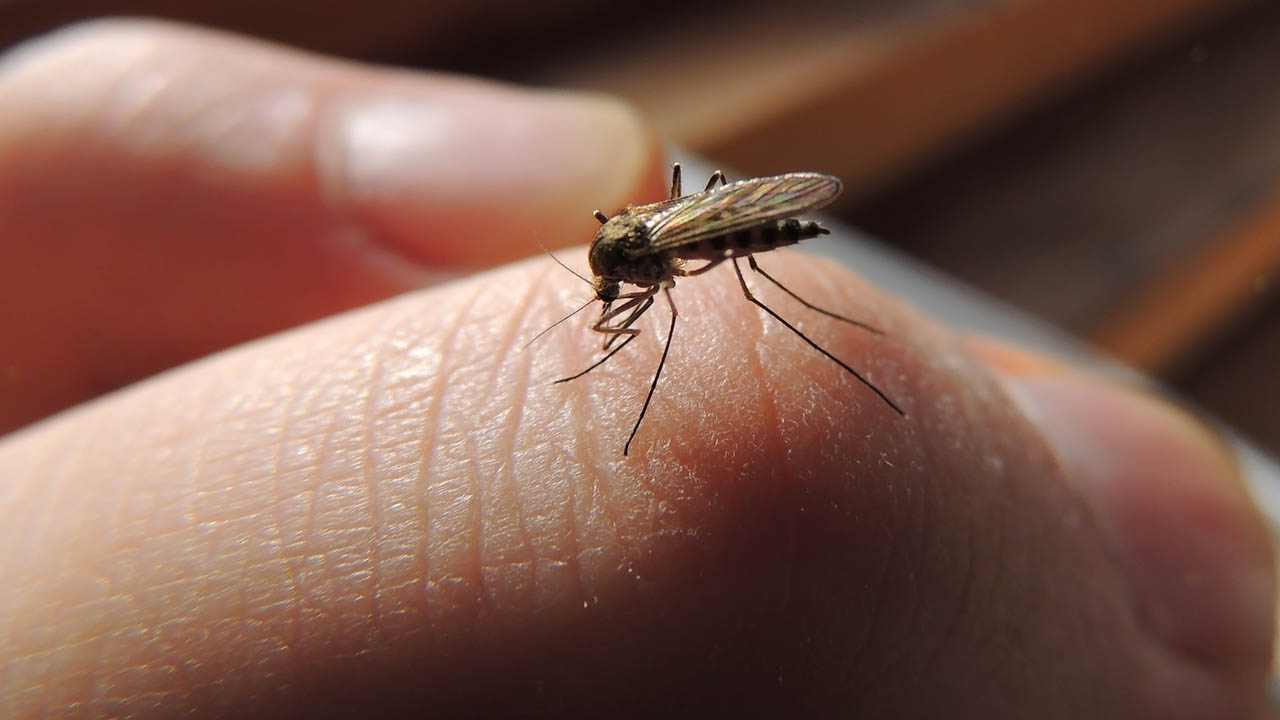 Cómo saber si tengo un insecto en el oído