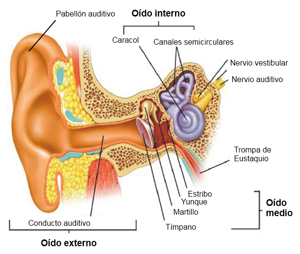 oido interno