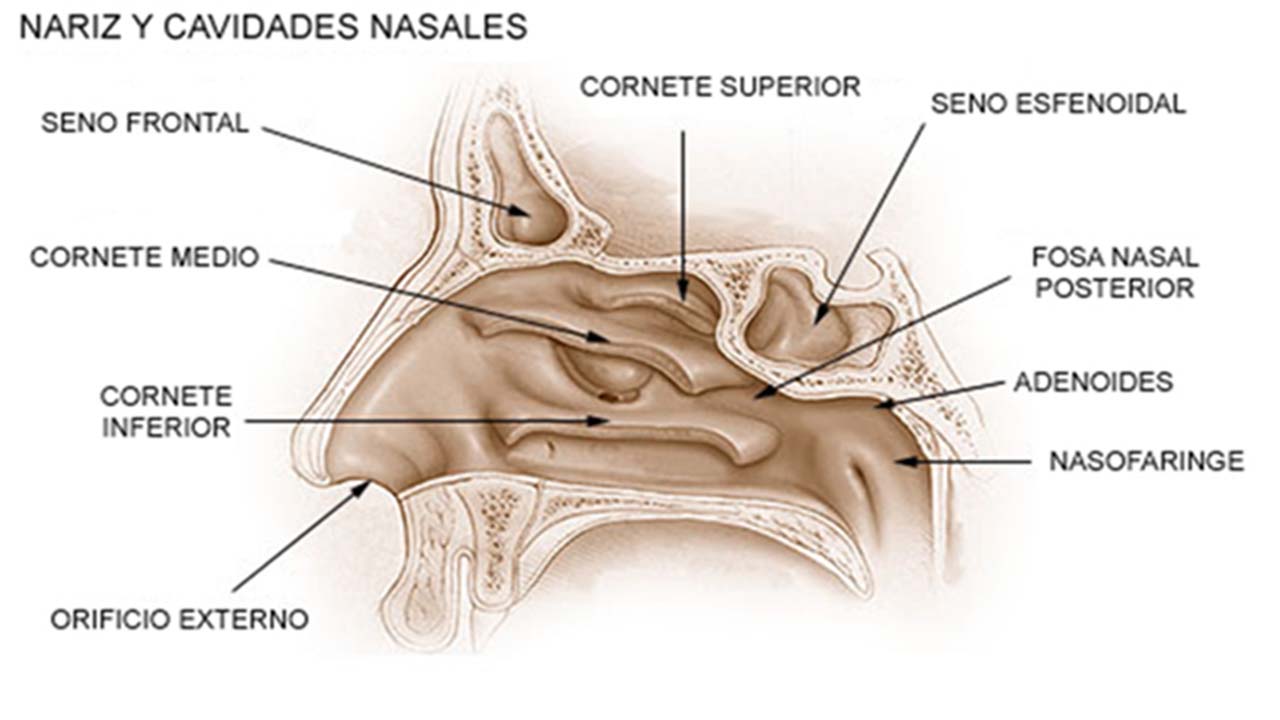 Adenoides